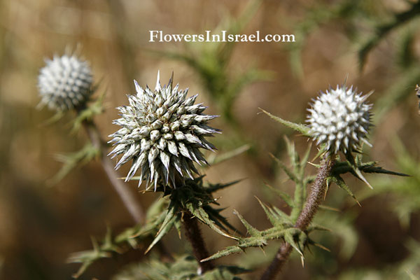 Globe thistle